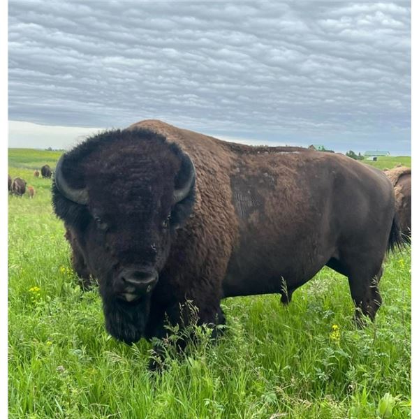 Bison Hunt in South Dakota – Prairie Sky Ranch