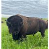 Image 1 : Bison Hunt in South Dakota – Prairie Sky Ranch