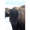 Image 3 : Bison Hunt in South Dakota – Prairie Sky Ranch