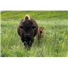 Image 5 : Bison Hunt in South Dakota – Prairie Sky Ranch