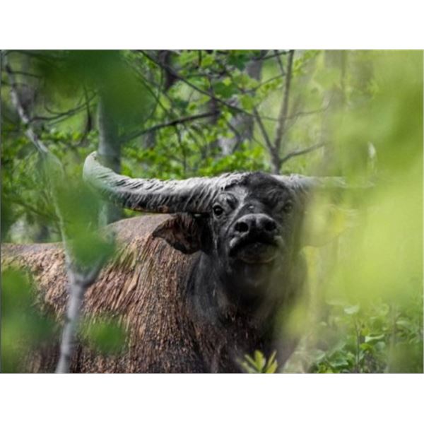 Australian Buffalo Hunt 2 Hunters, 7 Days