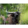 Image 1 : Australian Buffalo Hunt 2 Hunters, 7 Days