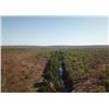 Image 4 : Australian Buffalo Hunt 2 Hunters, 7 Days