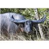 Image 6 : Australian Buffalo Hunt 2 Hunters, 7 Days