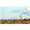Image 5 : Leopard’s Valley Safaris – 1 Junior Hunter with 1 Parent, 7 Days