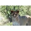 Image 7 : Leopard’s Valley Safaris – 1 Junior Hunter with 1 Parent, 7 Days