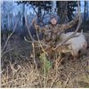 Image 1 : Lickity Split Outfitters – Utah Bull Elk Hunt, 1 Hunter