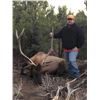 Image 3 : Lickity Split Outfitters – Utah Bull Elk Hunt, 1 Hunter