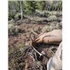 Image 5 : Lickity Split Outfitters – Utah Bull Elk Hunt, 1 Hunter