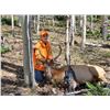 Image 6 : Lickity Split Outfitters – Utah Bull Elk Hunt, 1 Hunter