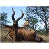 Image 9 : Kido Safaris, South Africa. 2 Hunters, 7 Days 1 Impala or 1 Warthog or Blesbuck