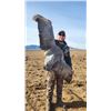 Image 10 : AZ B and B Outfitters – Arizona Sandhill Crane for 4 Hunters
