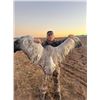 Image 2 : AZ B and B Outfitters – Arizona Sandhill Crane for 4 Hunters