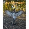 Image 7 : AZ B and B Outfitters – Arizona Sandhill Crane for 4 Hunters