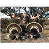 Image 1 : Sonora Mexico - Goulds Turkey Hunt – 2 Hunters, 3 Days