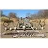 Image 5 : Africa Maximum Safaris-2 Hunters, 5 Species (1 each) & 2 Observers