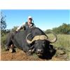 Image 1 : Leopard’s Valley Safaris – 7 Day Cape Buffalo Hunt, 1 Hunter & 1 Observer ($5,000 