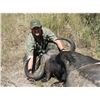 Image 2 : Leopard’s Valley Safaris – 7 Day Cape Buffalo Hunt, 1 Hunter & 1 Observer ($5,000 