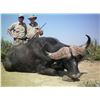Image 4 : Leopard’s Valley Safaris – 7 Day Cape Buffalo Hunt, 1 Hunter & 1 Observer ($5,000 