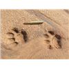 Image 10 : The Sporting Trader – Namibia Plains Game Hunt 2 Hunters 5 Days