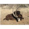 Image 2 : The Sporting Trader – Namibia Plains Game Hunt 2 Hunters 5 Days