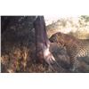 Image 4 : The Sporting Trader – Namibia Plains Game Hunt 2 Hunters 5 Days