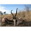 Image 6 : The Sporting Trader – Namibia Plains Game Hunt 2 Hunters 5 Days