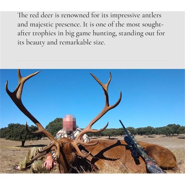 Huntinspain & Alfonso: Trophy Fallow deer, Mouflon sheep, Roe Deer OR Red Stag