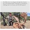 Image 2 : Huntinspain & Alfonso: Trophy Fallow deer, Mouflon sheep, Roe Deer OR Red Stag