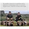 Image 3 : Huntinspain & Alfonso: Trophy Fallow deer, Mouflon sheep, Roe Deer OR Red Stag