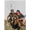 Image 7 : Huntinspain & Alfonso: Trophy Fallow deer, Mouflon sheep, Roe Deer OR Red Stag