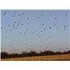 Image 5 : HP Wingshooting Adventures - Argentina Dove Hunt – 4 Hunters for 4 days
