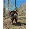 Image 5 : Central Kentucky Outfitters – Eastern Turkey Hunt 2027 – 2 Hunters, 3 Days