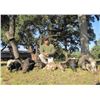 Image 2 : Pope Brothers Guide Service –  Unlimited Texas Hog Hunt – 2 Hunters for 2 Days