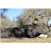 Image 4 : Pope Brothers Guide Service –  Unlimited Texas Hog Hunt – 2 Hunters for 2 Days