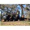 Image 5 : Pope Brothers Guide Service –  Unlimited Texas Hog Hunt – 2 Hunters for 2 Days