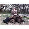 Image 7 : Pope Brothers Guide Service –  Unlimited Texas Hog Hunt – 2 Hunters for 2 Days