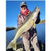 Image 2 : City Cats Guide Service – Fall Walleye 3 People / 1 Day