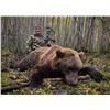 Image 1 : Fall Russian Kamchatka Brown Bear 1 Hunter – Links Wild Safaris