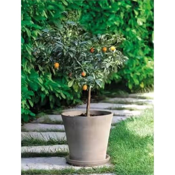 Lot of 2 Deroma 10.2-inch Graphite Conical Pots, Model 3R286C32