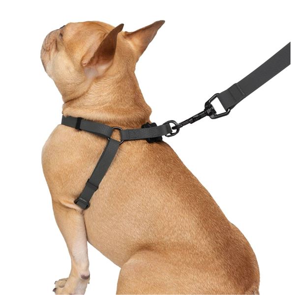 L/XL Silicone Walking Set with Leash, Harness, and Waste Bag Holder