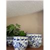 Image 4 : Blue & White Planters