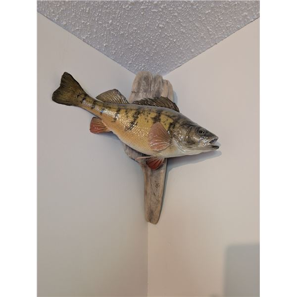 Perch Fish Wall Mount