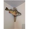 Image 1 : Perch Fish Wall Mount