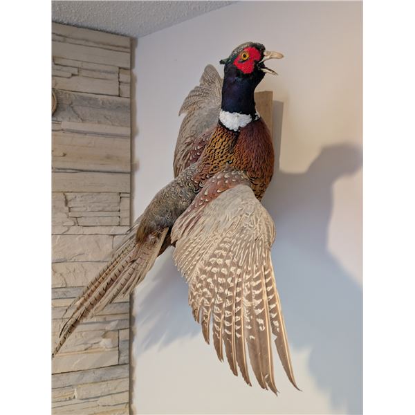 Ring Necked Pheasant Flying Wall Mount