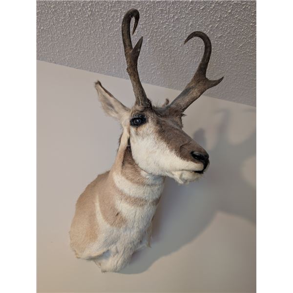 Pronghorn Antelope Wall Mount
