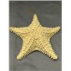 Image 1 : Dried Real Starfish 10"