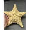 Image 2 : Dried Real Starfish 10"