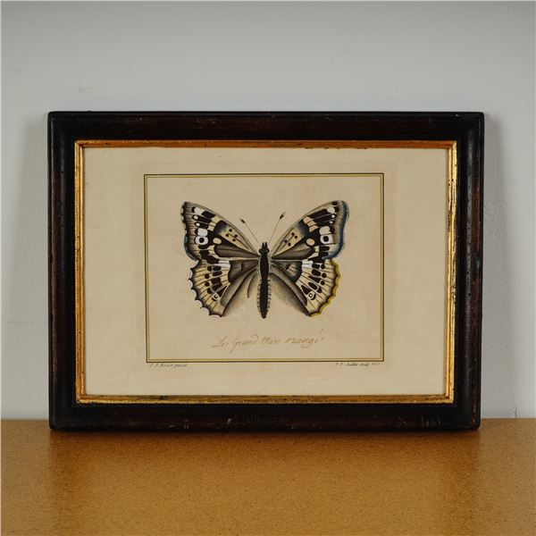 Hand-Colored Butterfly Engraving on Paper by J. Juillet after J. J. Ernst