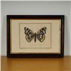 Image 1 : Hand-Colored Butterfly Engraving on Paper by J. Juillet after J. J. Ernst